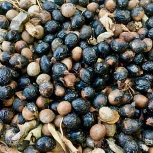 Laurel Berry Essential Oil