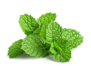 Mint Hydrosol