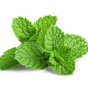 Mint Hydrosol