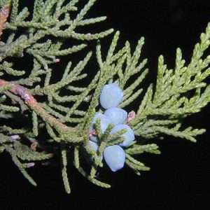 Texas Cedar wood Essential Oil