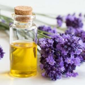 Lavender Essential Oil India