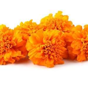 Marigold Hydrosol