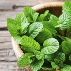 Peppermint Essential Oil (Arvensis)