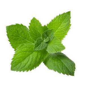 Peppermint Hydrosol