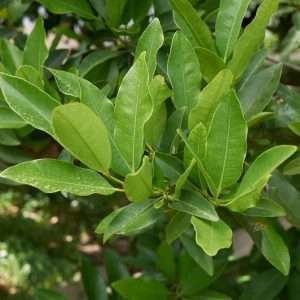 Pimento Leaf Essential Oil