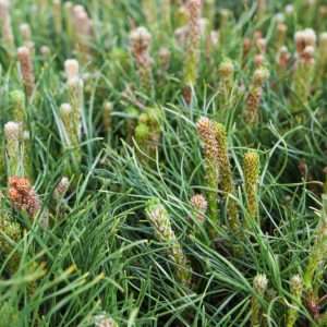 Rosalina Essential Oil Australian