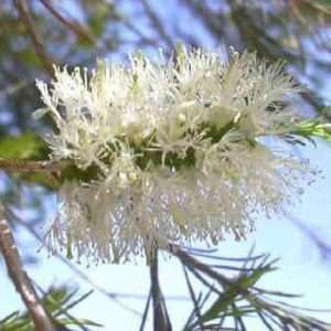 Rosalina Essential Oil Australian