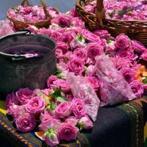 Rose Essential Oil Bulgaria