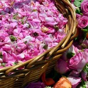 Rose Essential Oil Damascena