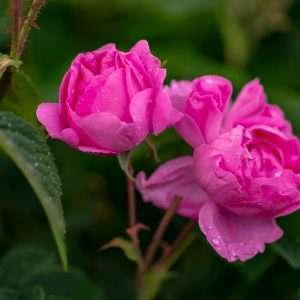 Rose Essential Oil Turkey