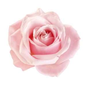 Rose Hydrosol