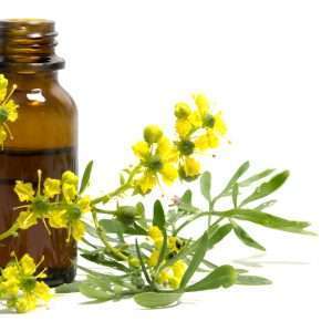 Rue Essential Oil