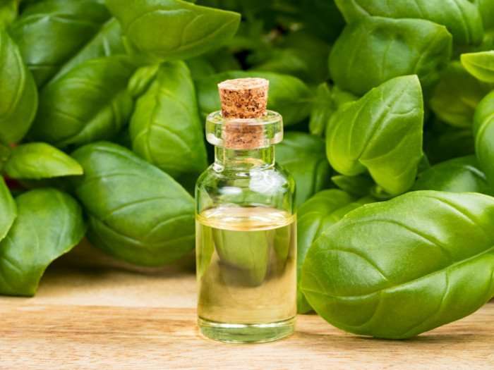 Basil Essential Oil (Sweet)