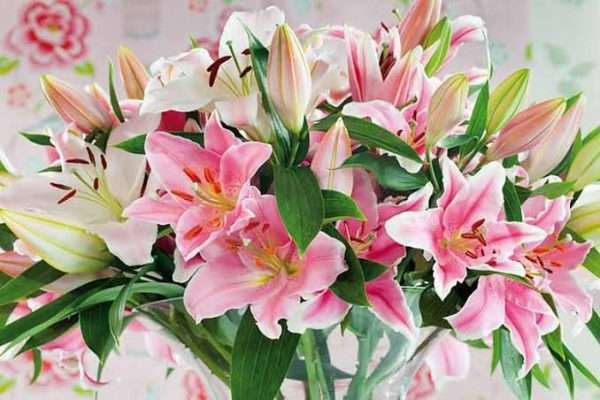 Lily Flower Fragrance